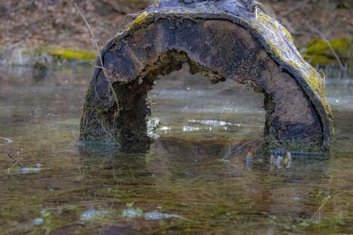 Hollow Log