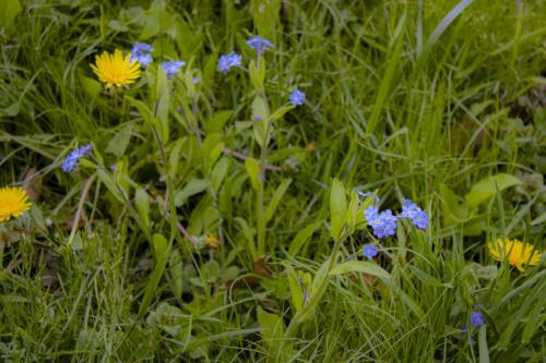 Blue and Yellow petals